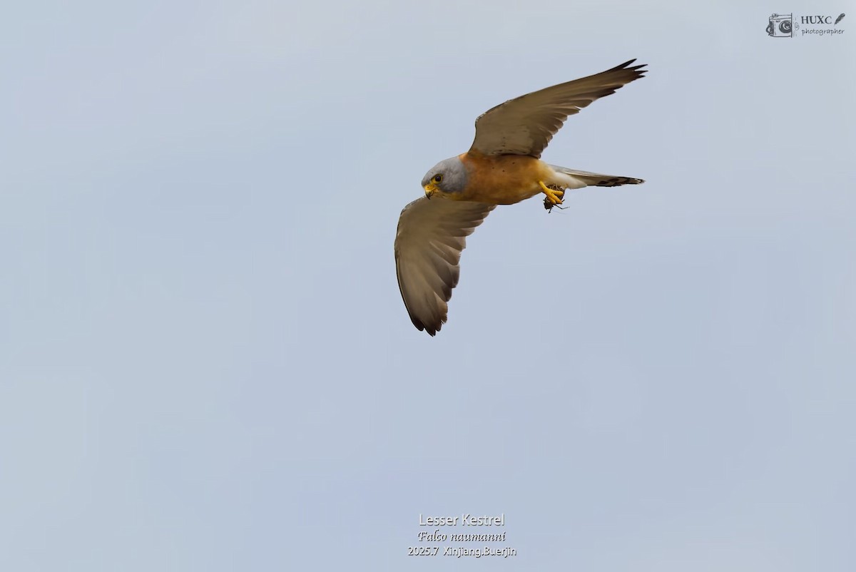 Grillaio - ML645979308