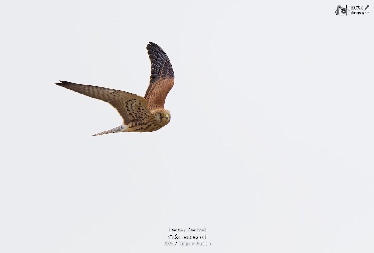 Grillaio - ML645979309