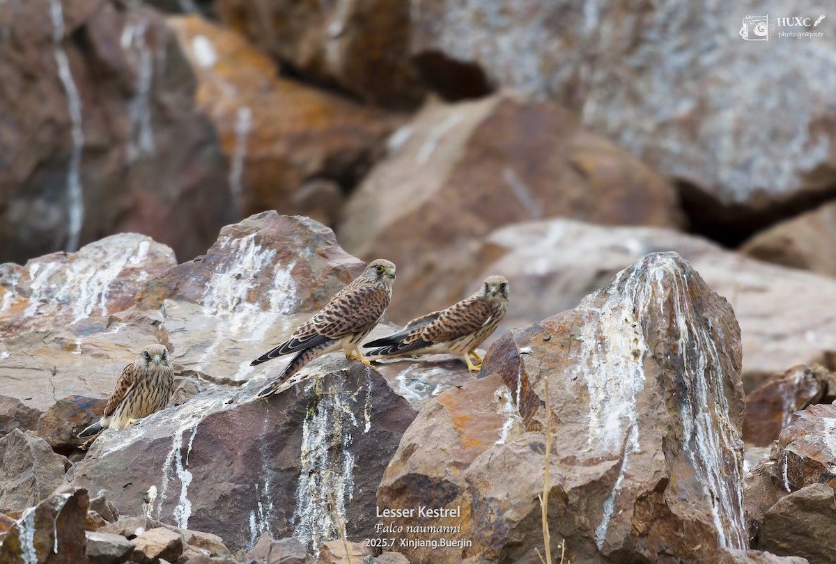 Grillaio - ML645979310