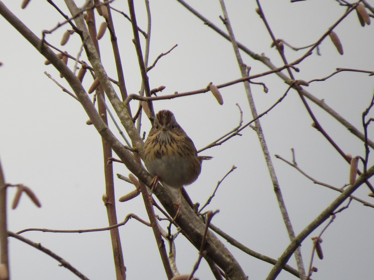 strnadec pruhohlavý - ML645979350