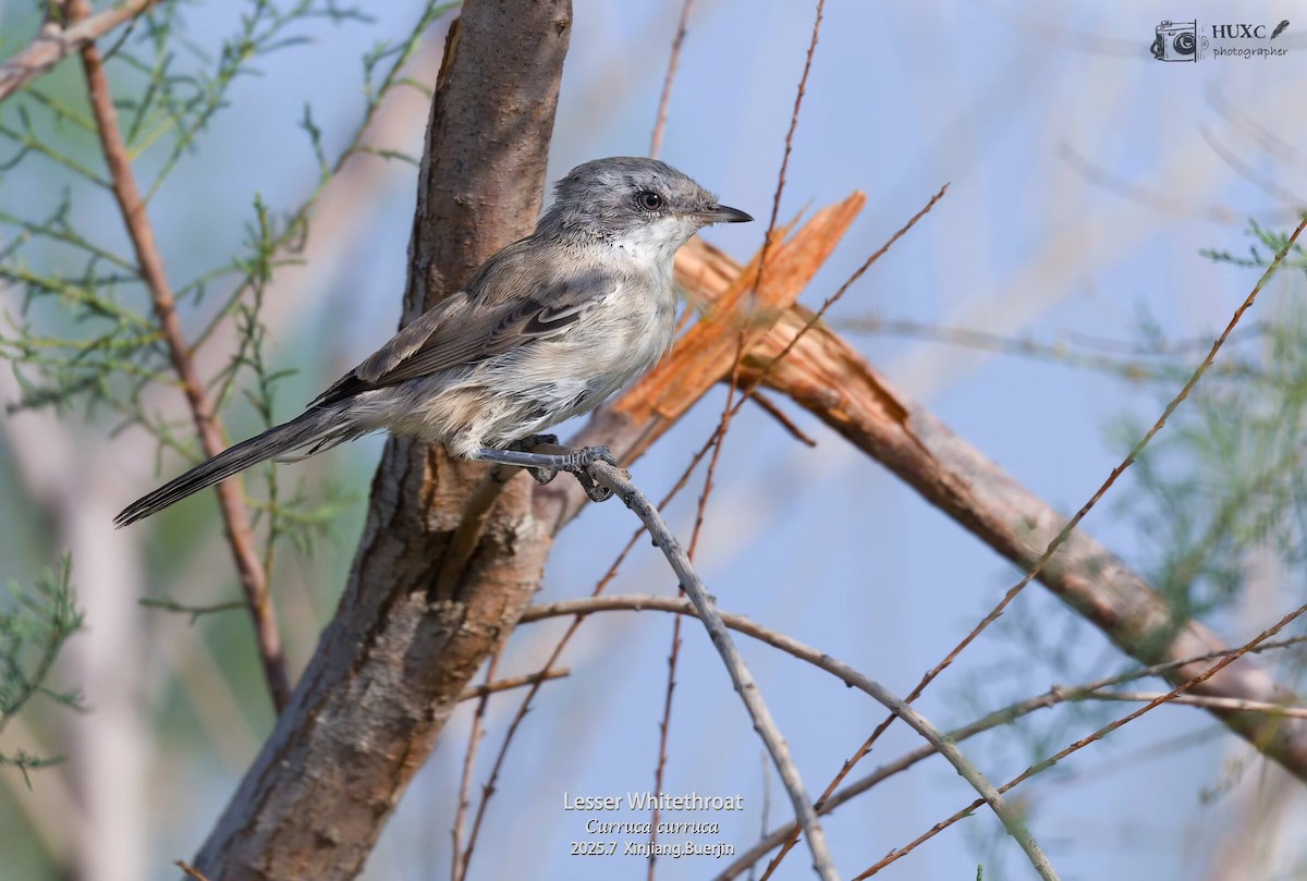 Bigiarella - ML645979359