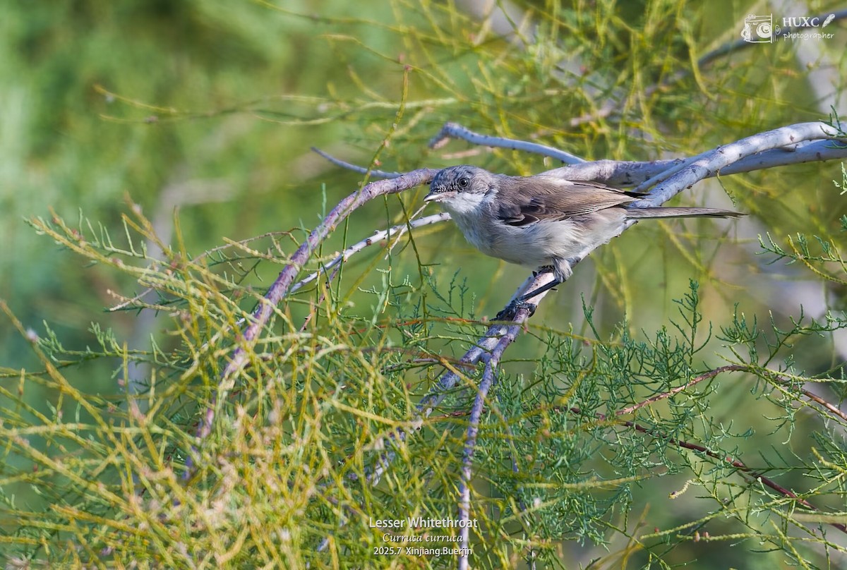 Bigiarella - ML645979360