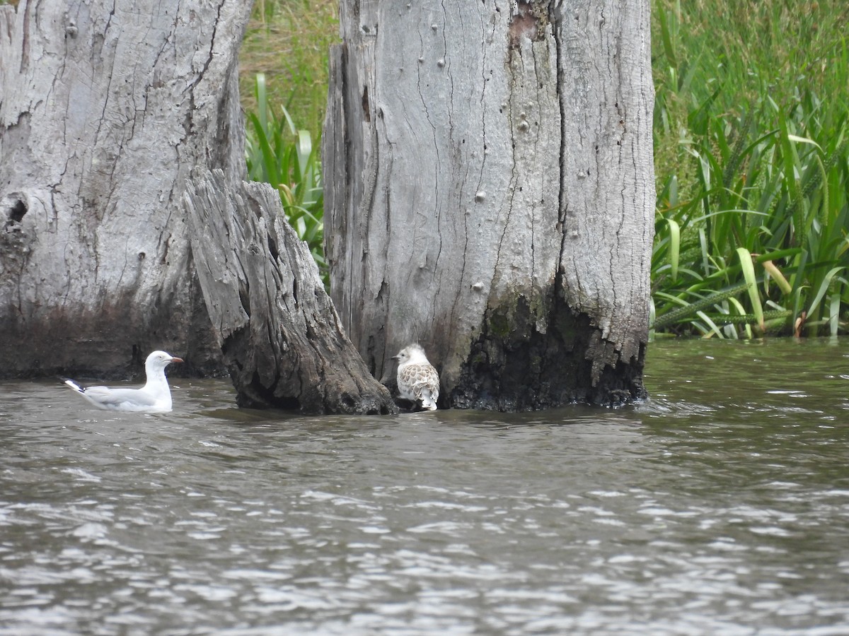 Silver Gull - ML645979366