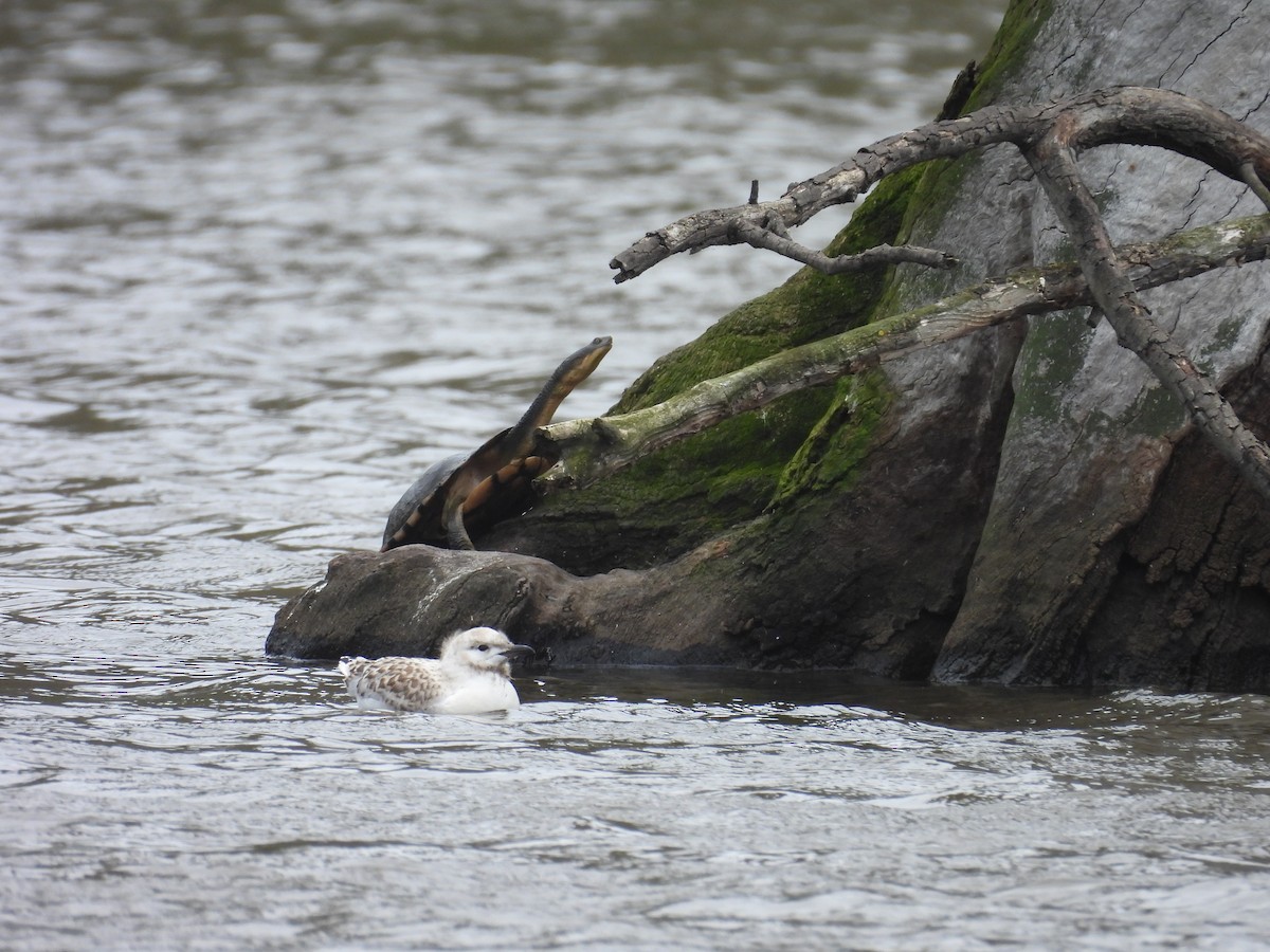 Silver Gull - ML645979370