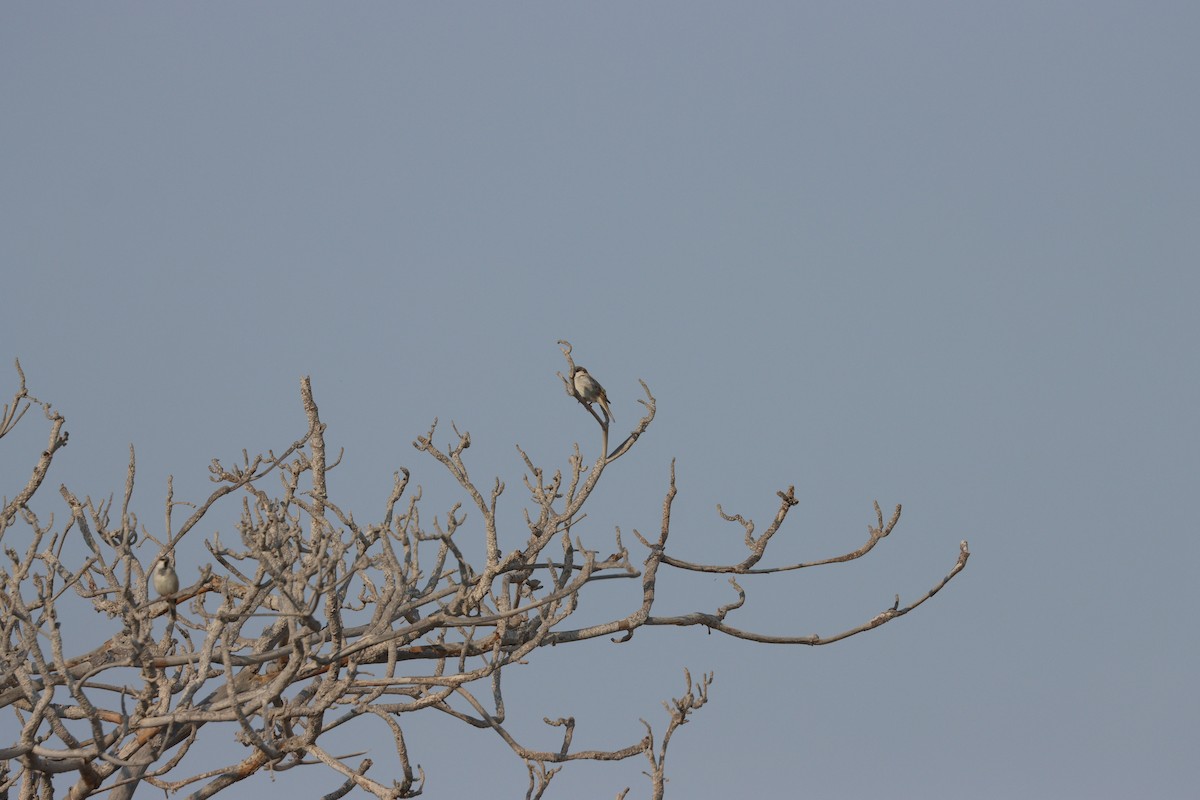 Gorrión Común - ML645979376