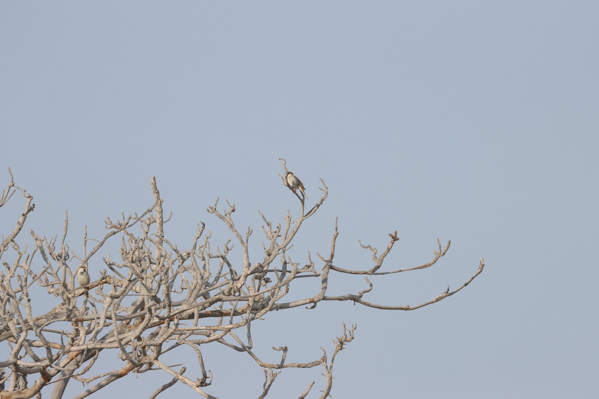 Gorrión Común - ML645979377