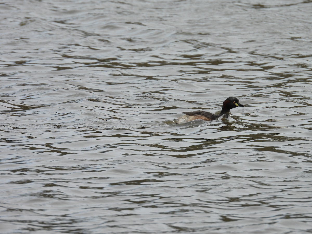 Australasian Grebe - ML645979381