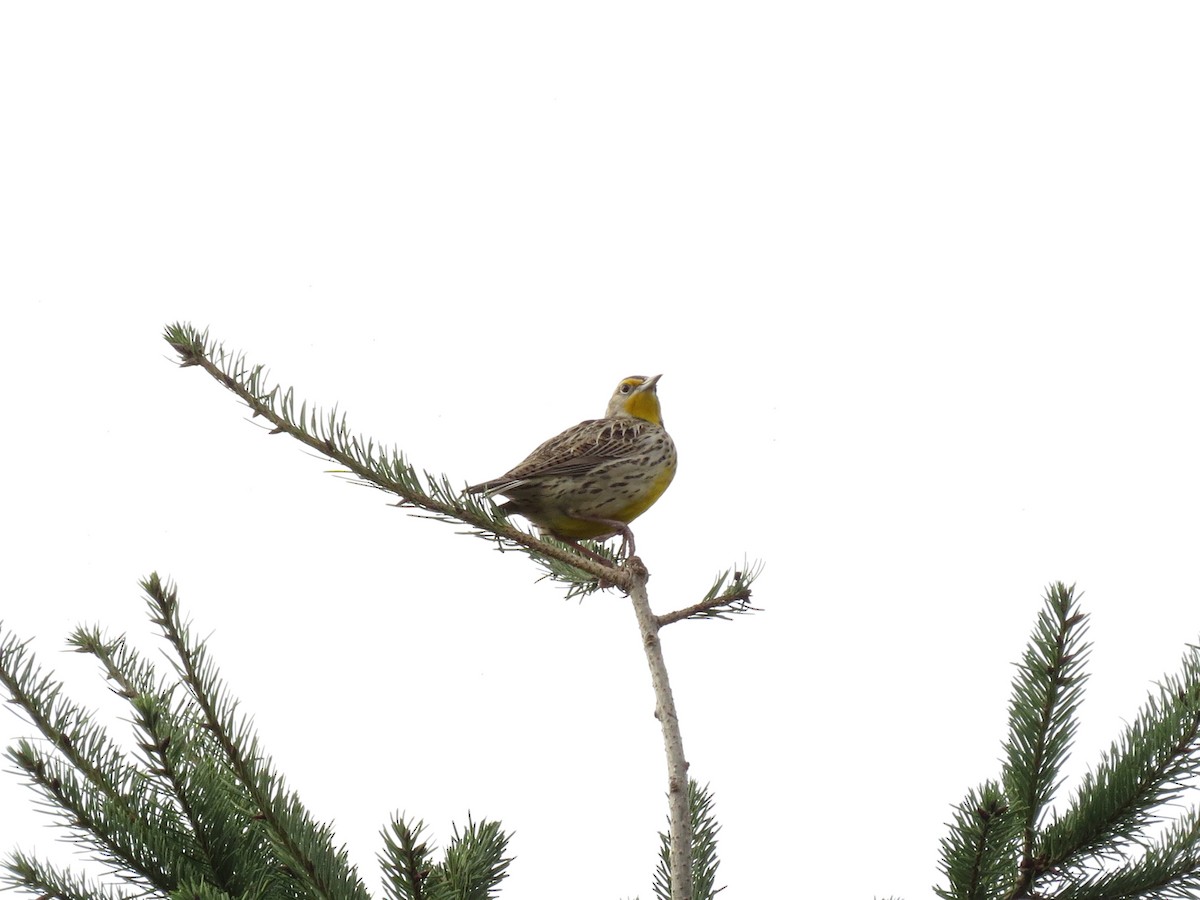 Pradero Occidental - ML645979382