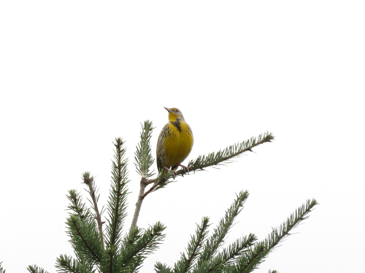 Pradero Occidental - ML645979383