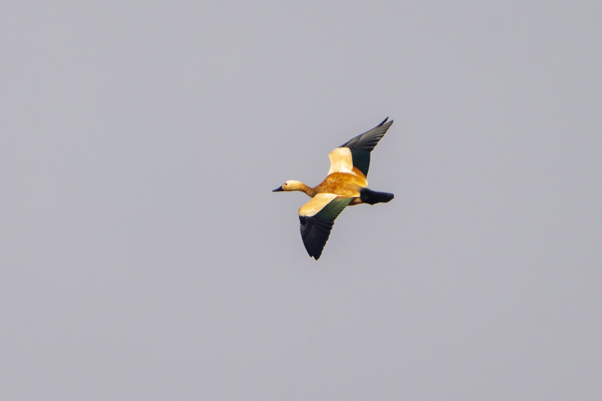 Tarro Canelo - ML645979389