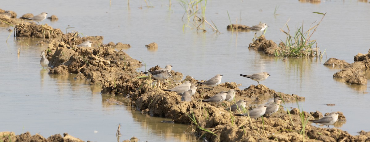 Canastera Chica - ML645979390