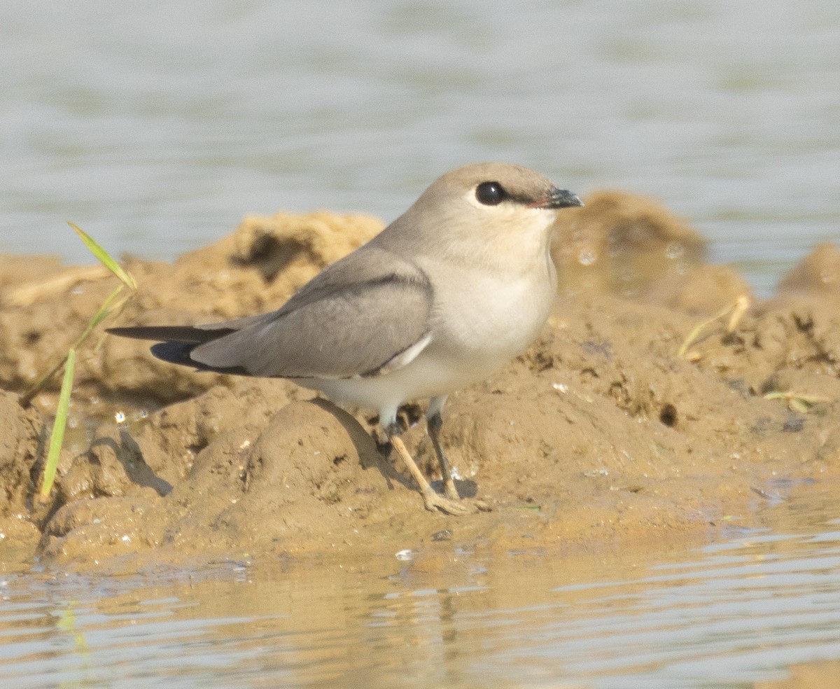 Canastera Chica - ML645979391