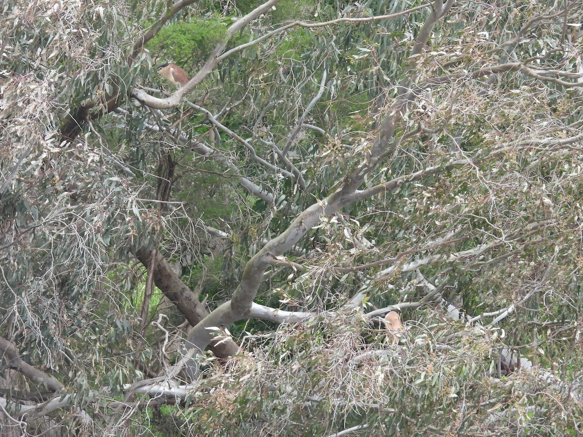 Martinete Canelo - ML645979392