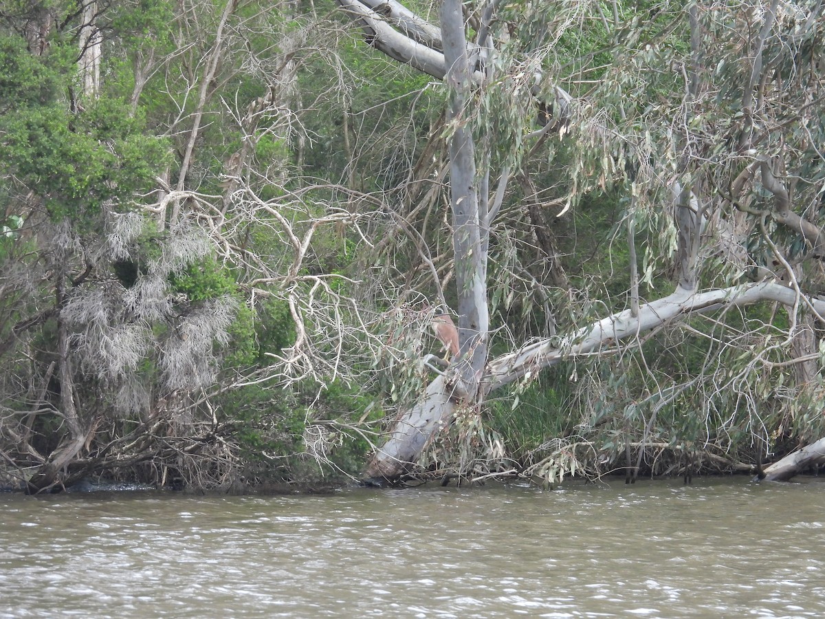 Martinete Canelo - ML645979393
