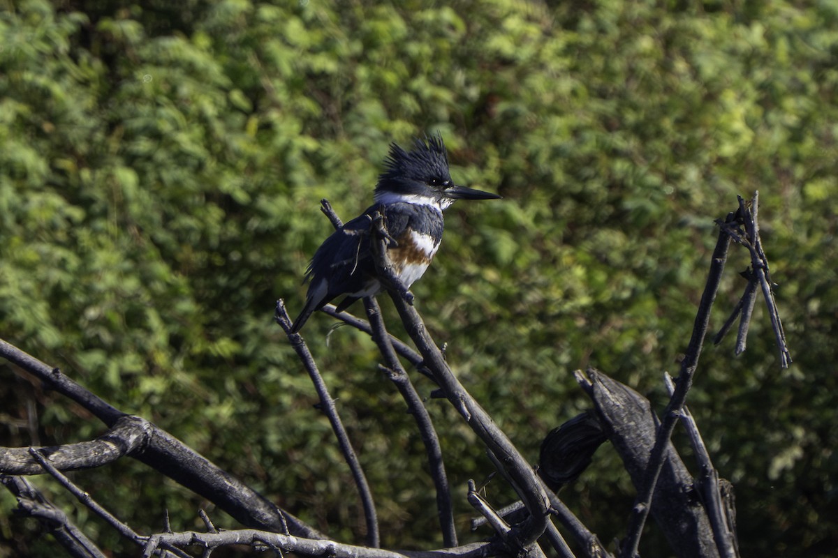 Martín Gigante Norteamericano - ML645979394
