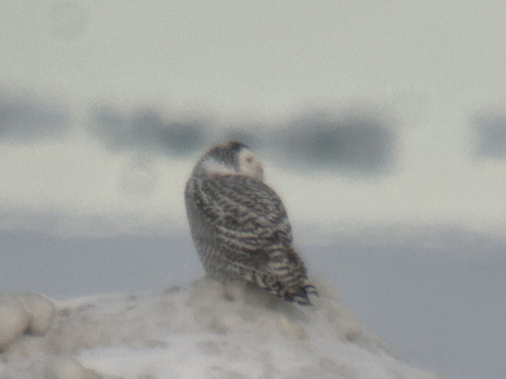 Búho Nival - ML645979395