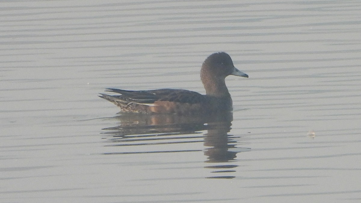 Silbón Europeo - ML645979396