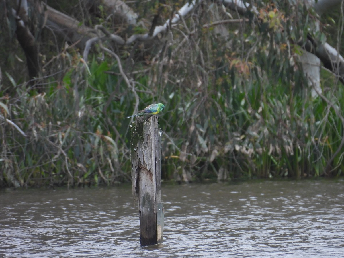 Perico Dorsirrojo - ML645979398