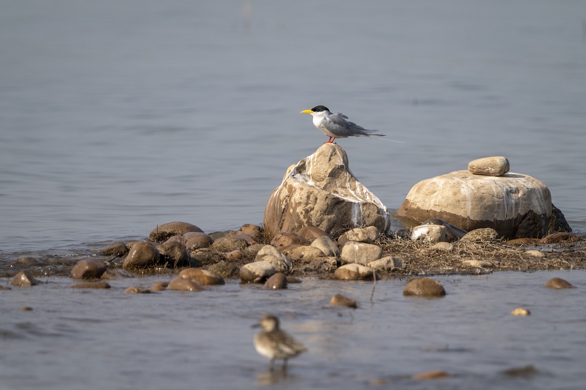 Charrán Indio - ML645979401