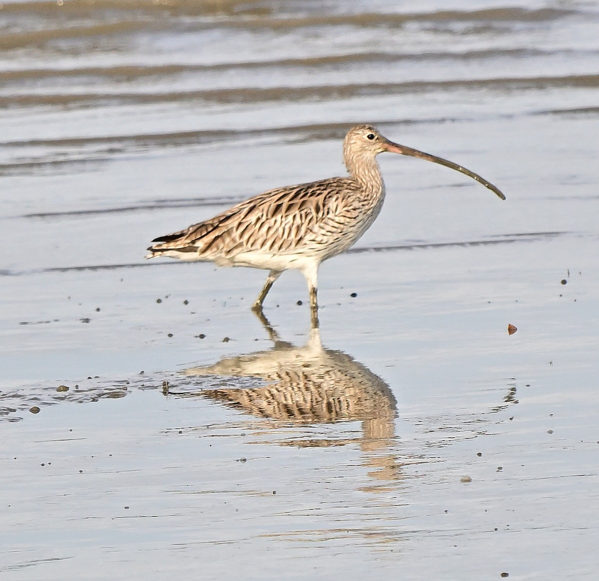 Zarapito Real - ML645979402