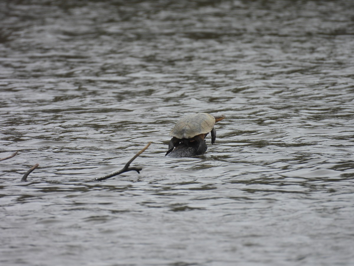 Animals - ML645979404