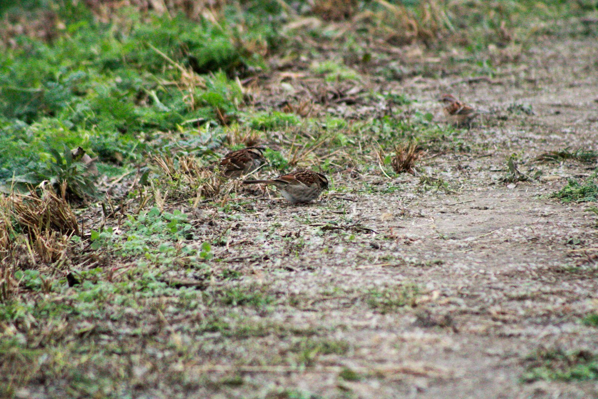 Chingolo Gorjiblanco - ML645979406