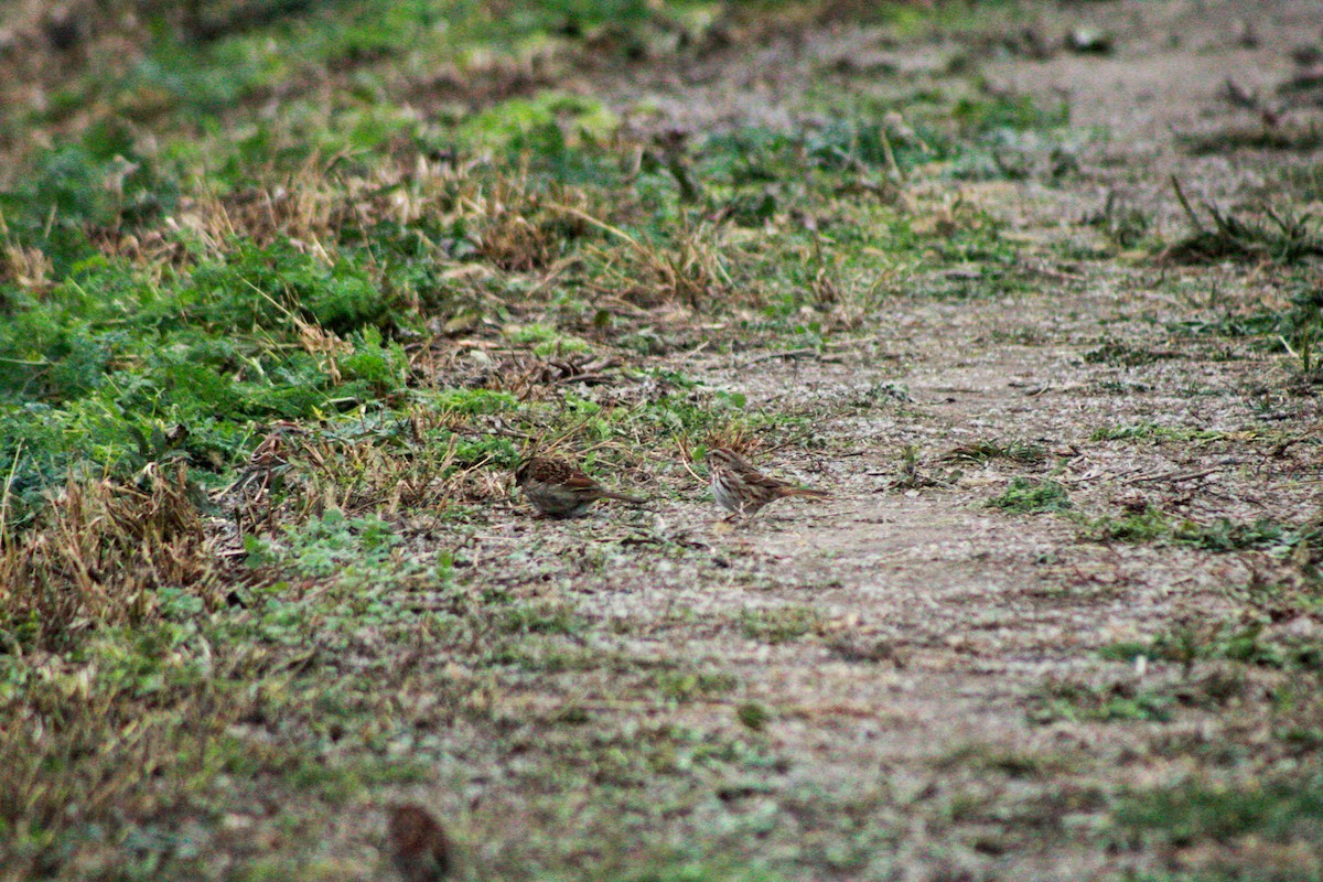 Chingolo Gorjiblanco - ML645979407