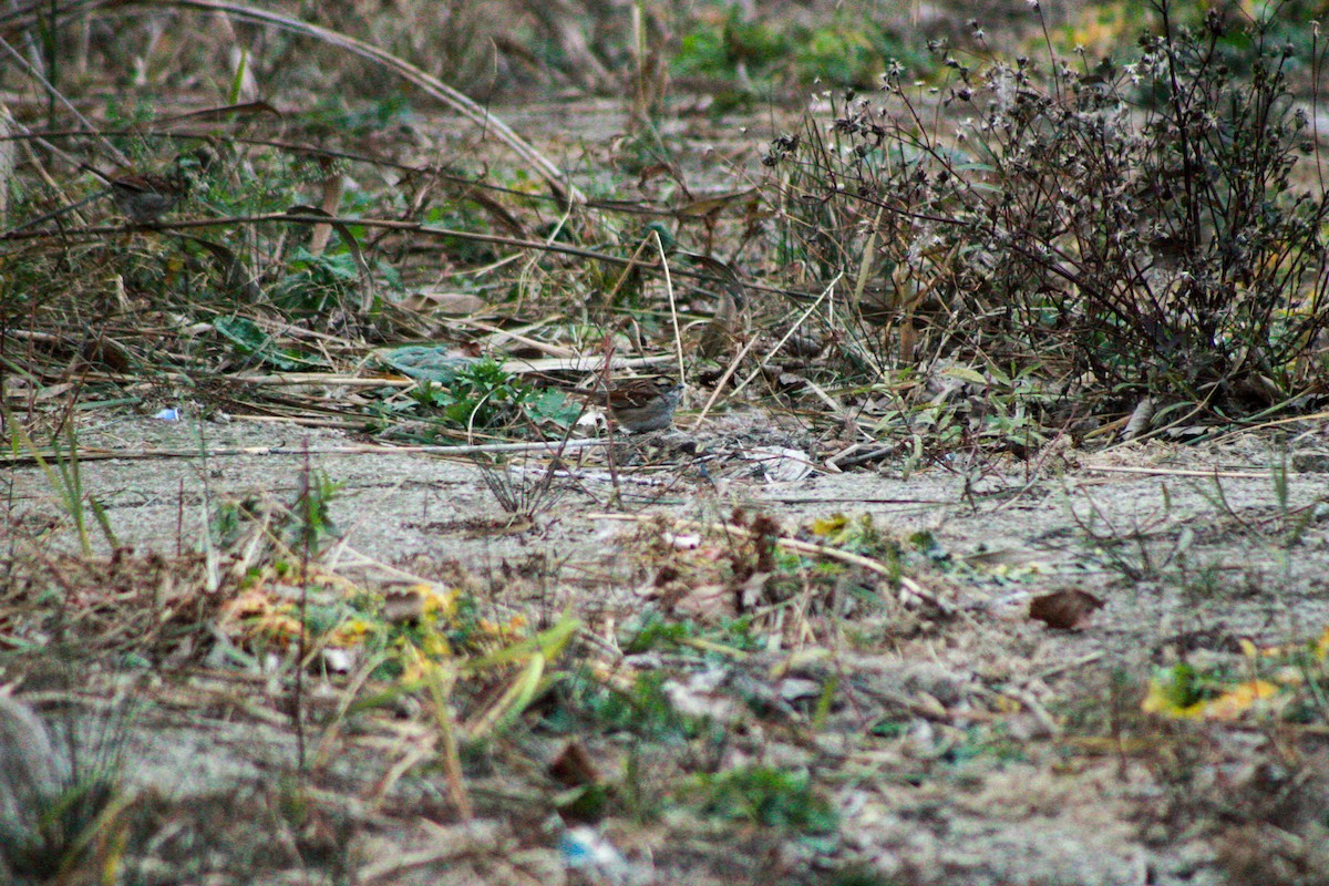 Chingolo Gorjiblanco - ML645979408