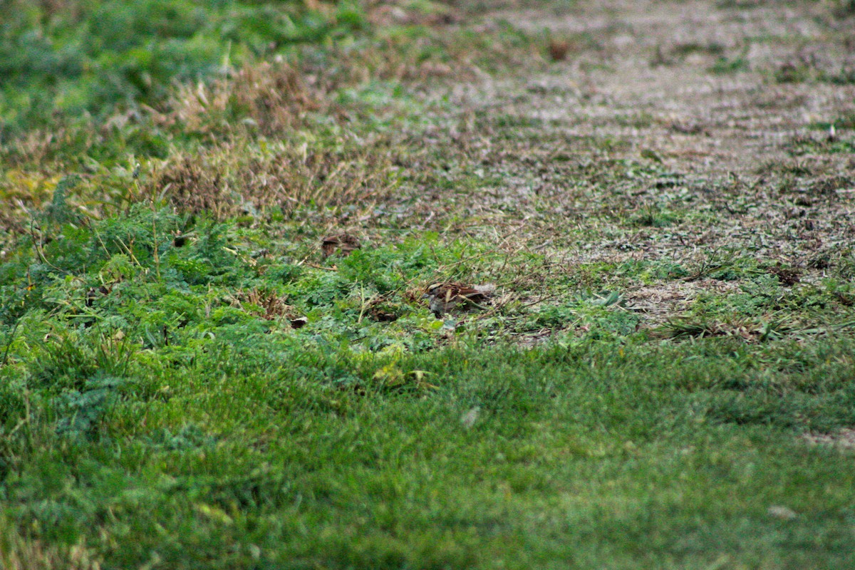 Chingolo Gorjiblanco - ML645979409