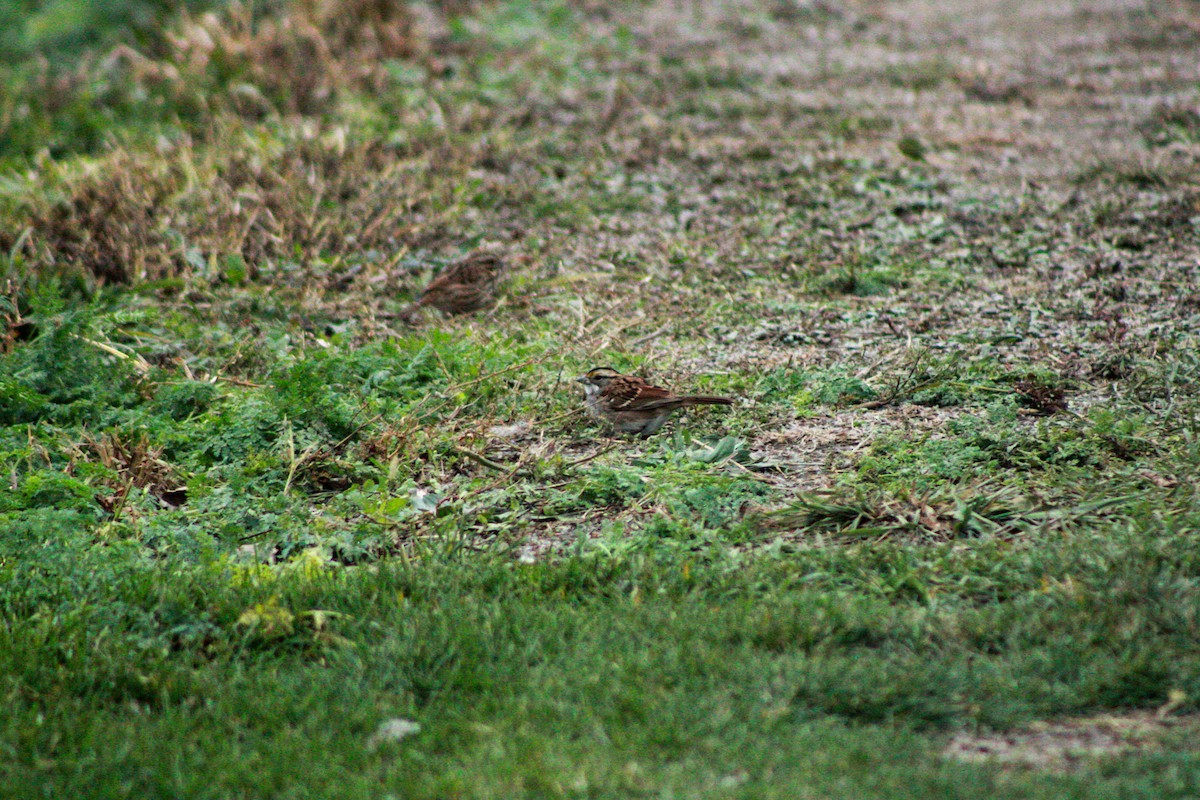 Chingolo Gorjiblanco - ML645979410