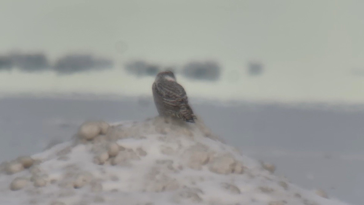 Búho Nival - ML645979411