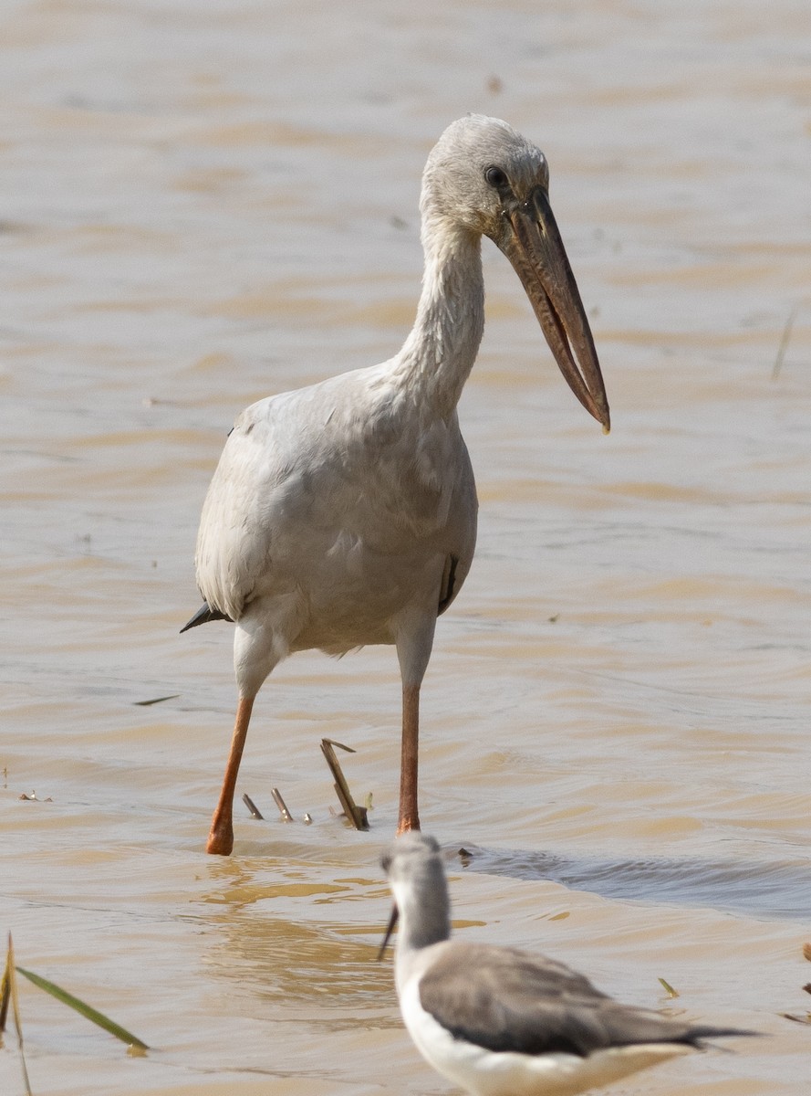Picotenaza Asiático - ML645979412