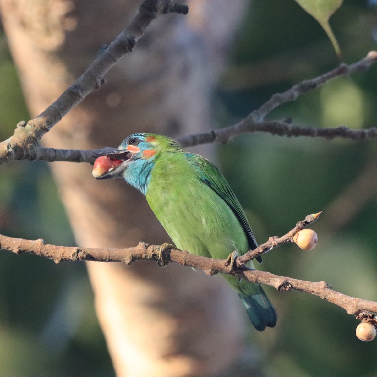 Barbudo Gorjiazul Común - ML645979413