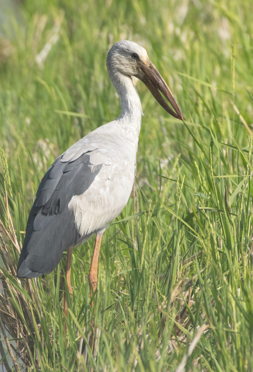 Picotenaza Asiático - ML645979414