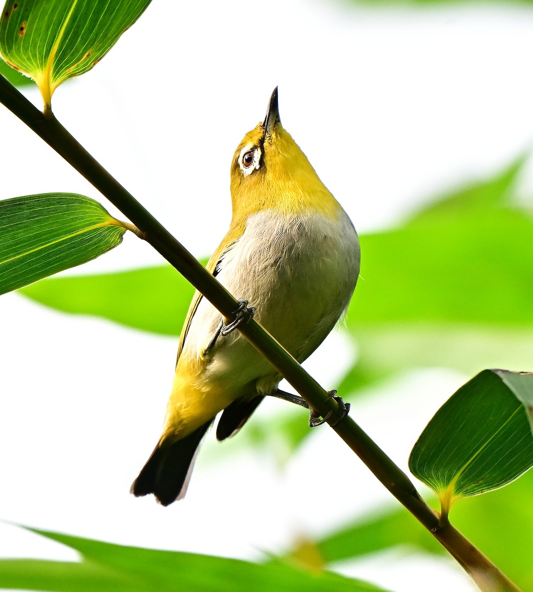 Anteojitos Oriental - ML645979415