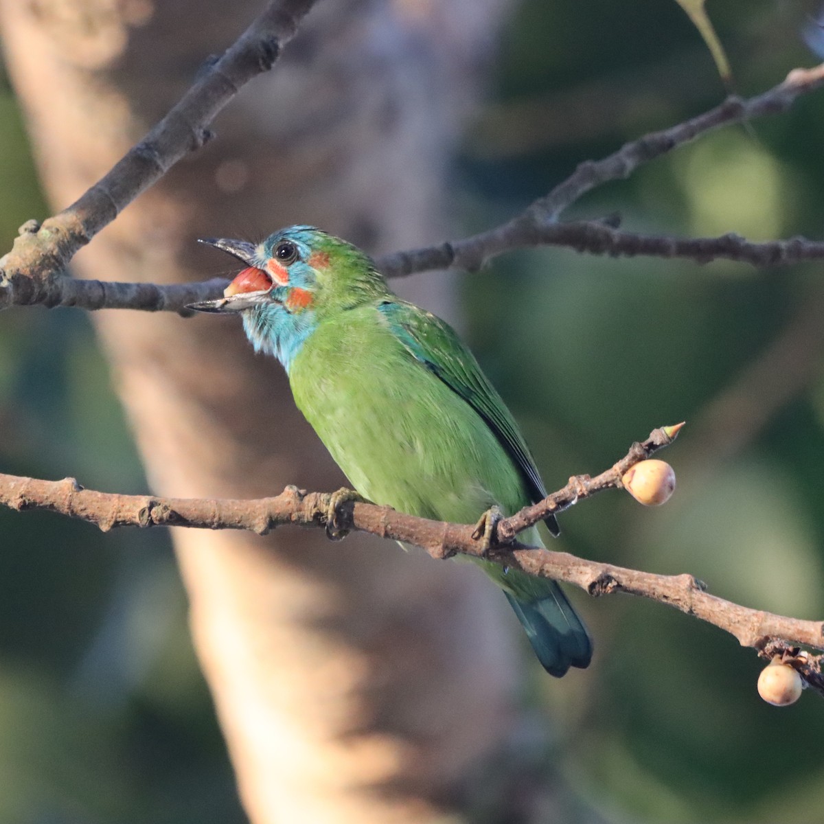 Barbudo Gorjiazul Común - ML645979416