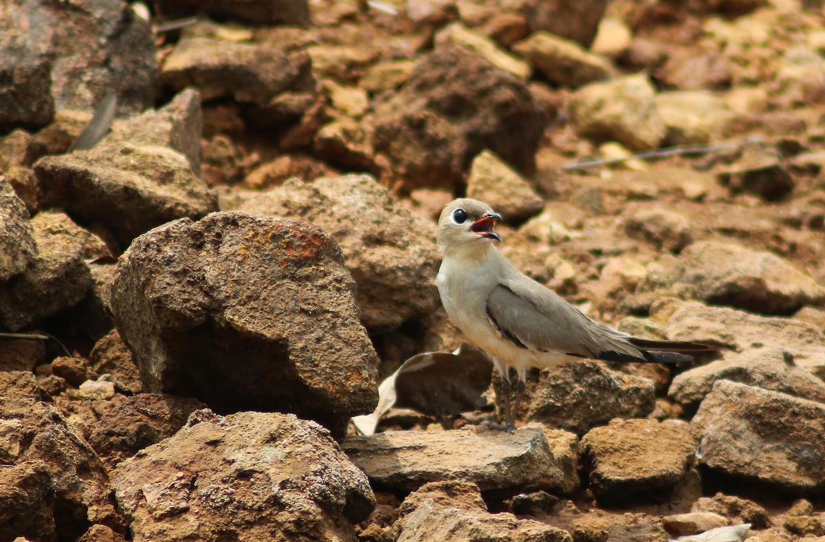 Small Pratincole - ML645979418