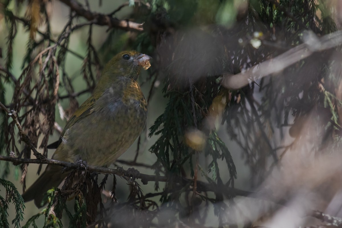 Camachuelo Cejirrojo - ML645979420