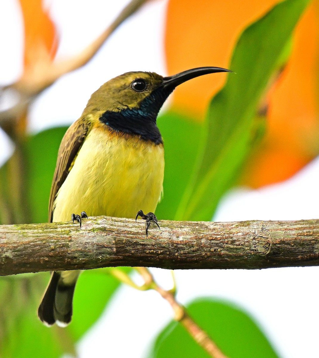 Suimanga Ornado - ML645979422