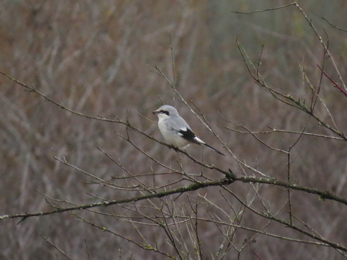 Northern Shrike - ML645979427
