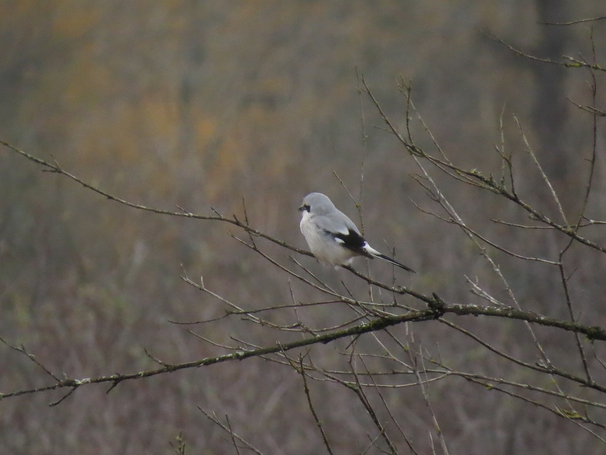Northern Shrike - ML645979428