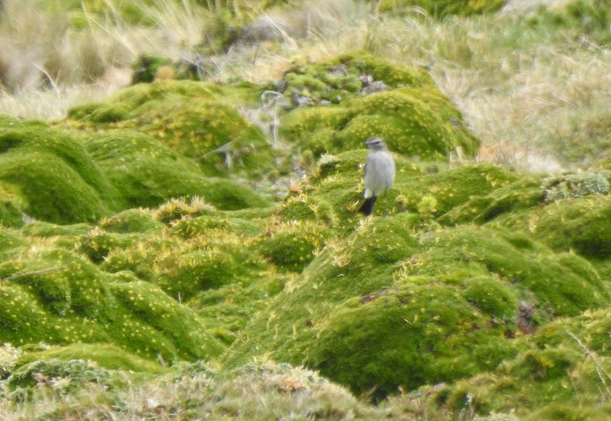 Dormilona Gris - ML645979442