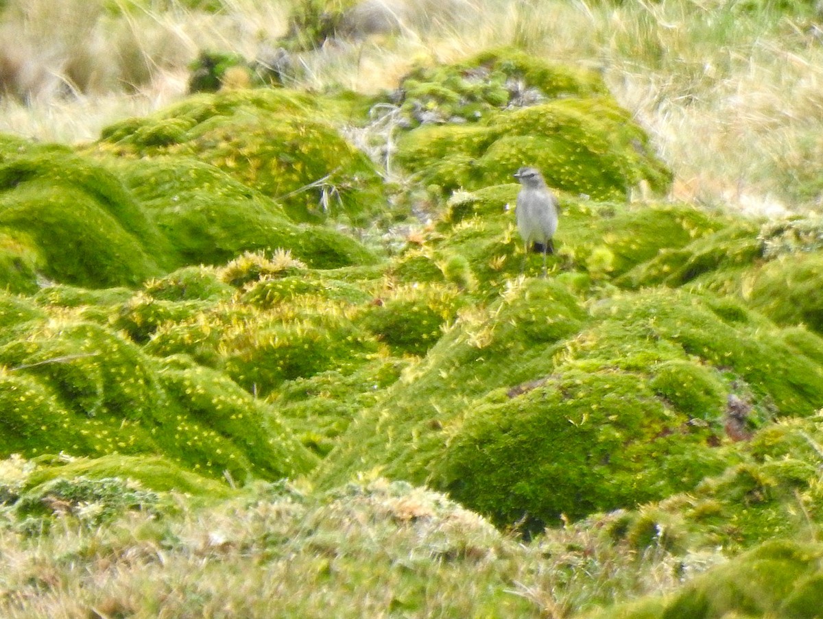 Dormilona Gris - ML645979443