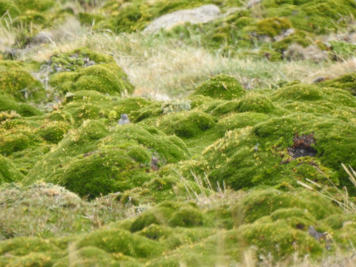 Dormilona Gris - ML645979444