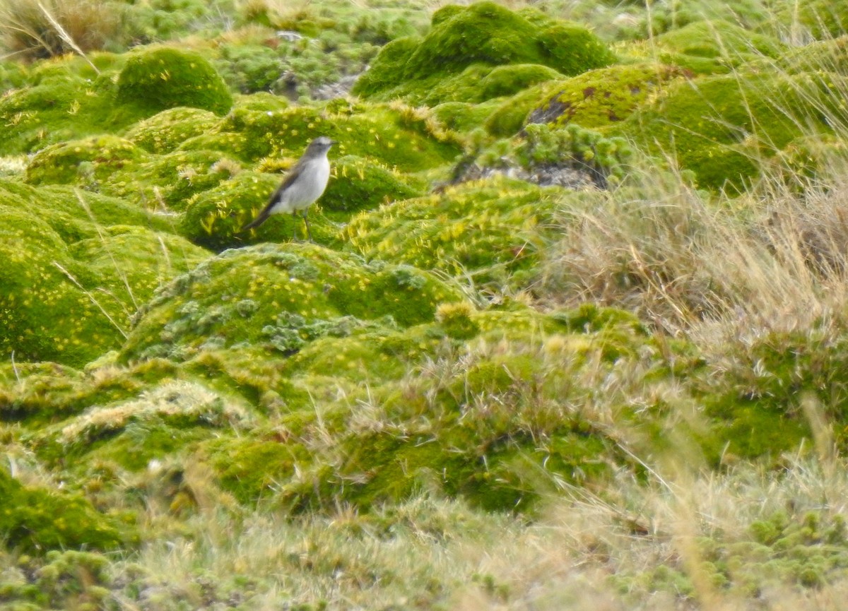 Dormilona Gris - ML645979445