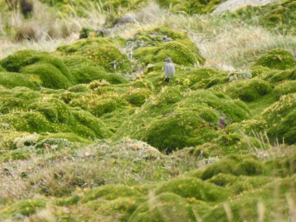 Dormilona Gris - ML645979446