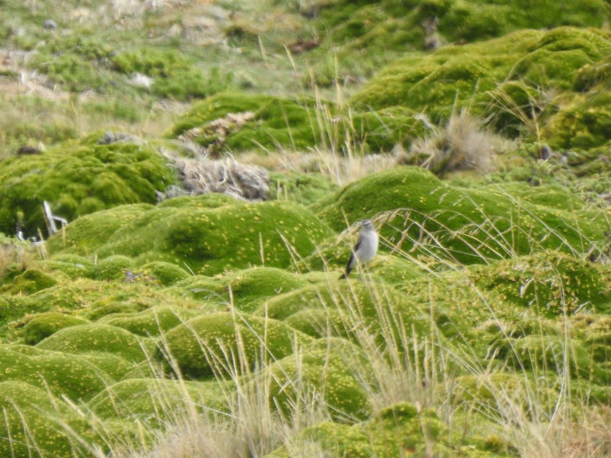 Dormilona Gris - ML645979447