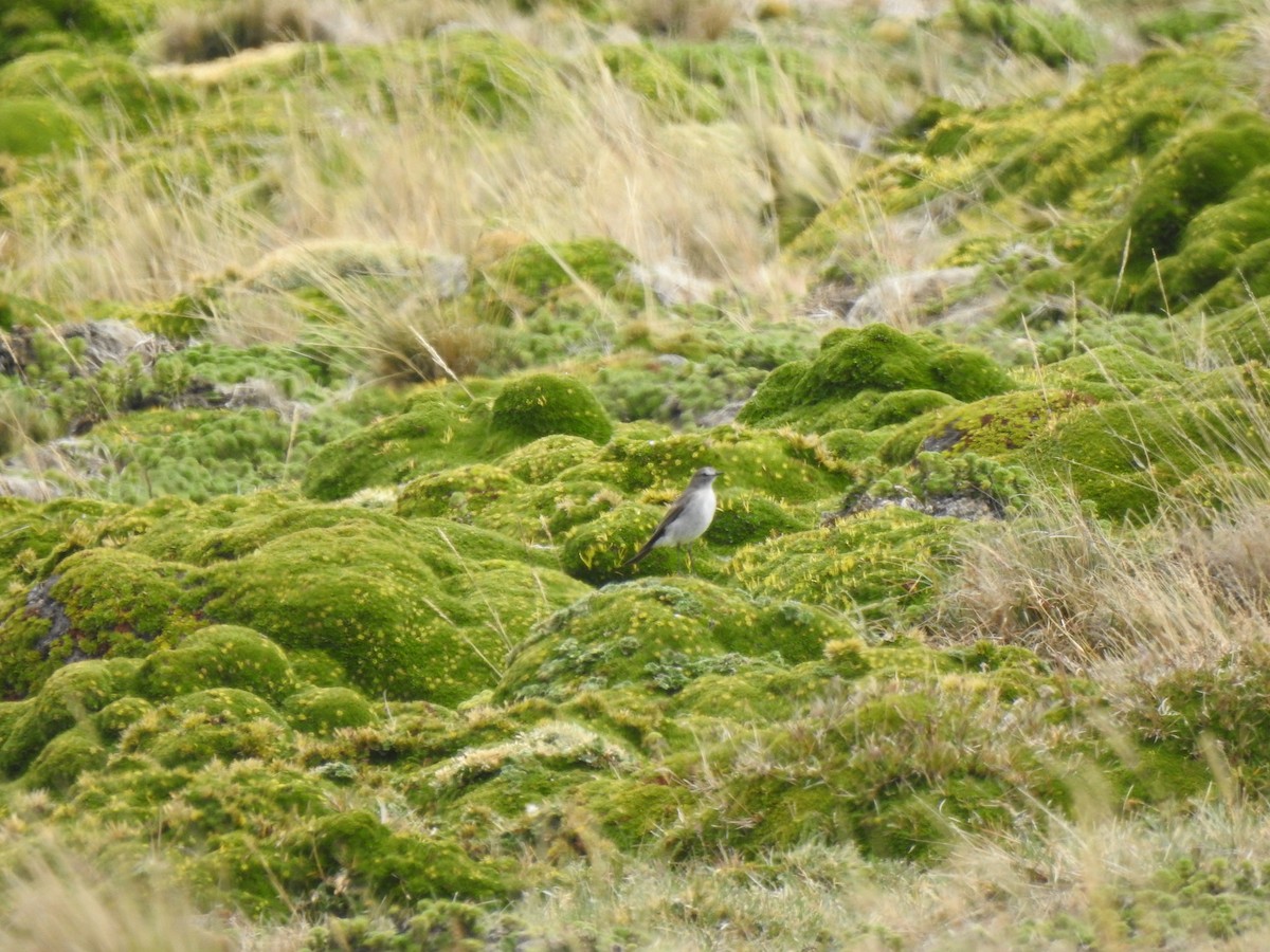 Dormilona Gris - ML645979448