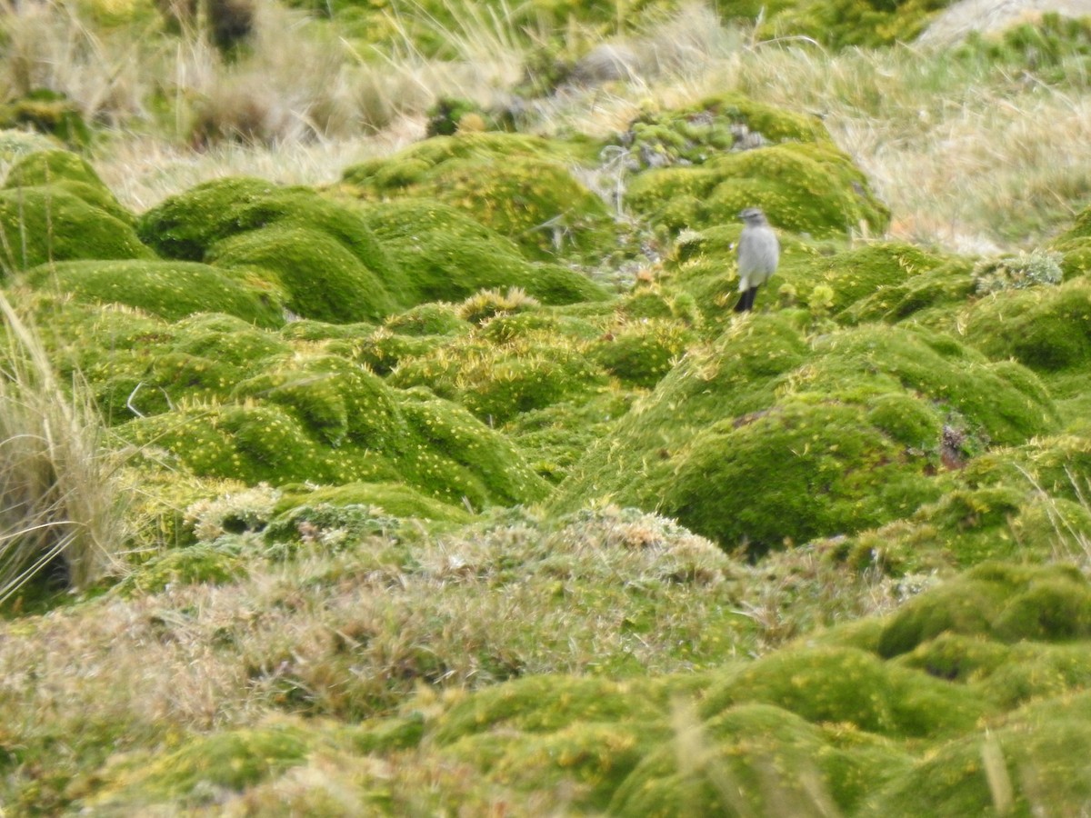 Dormilona Gris - ML645979449