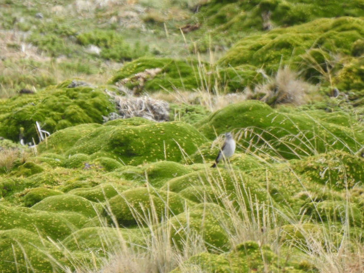 Dormilona Gris - ML645979450